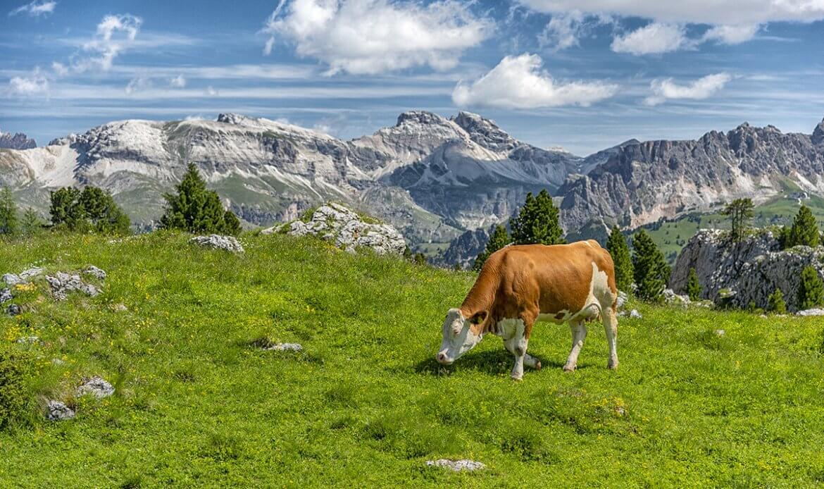 Koeien in Val di Sella, Dolomieten (Italie)
